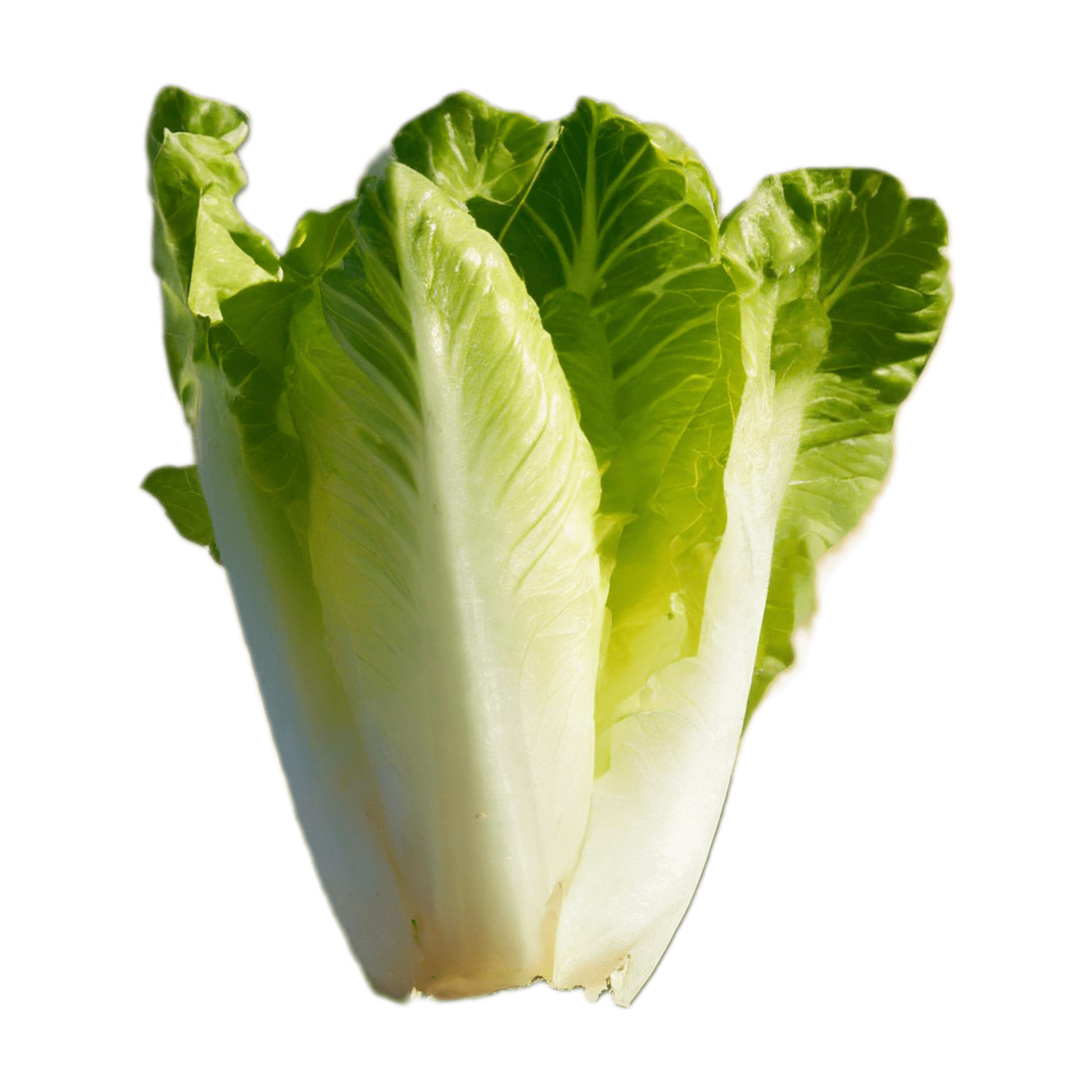 Endive